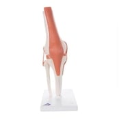 <span>Functional Knee Joint Model</span>