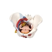 3B Scientific Anatomical Model, Female Pelvis