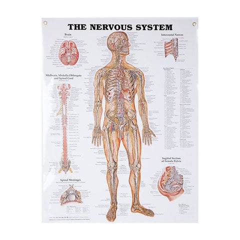 Anatomical Wall Charts Vinyl Laminated - North Coast Medical Anatomical Wall Charts Vinyl Laminated - North Coast Medical