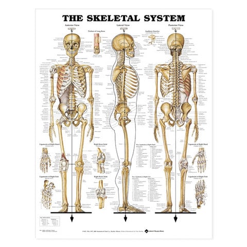 Anatomical Wall Charts Vinyl Laminated - North Coast Medical